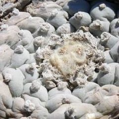 L.W Coahuila Klein variety Sierra Paila