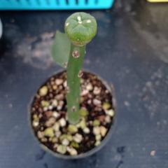 Pereskiopsis spathulata-10 cm Graft Stock