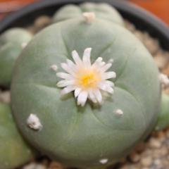 L. Diffusa Penamiller