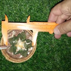 Plastic Vernier Caliper Gauge Measuring cacti Tool