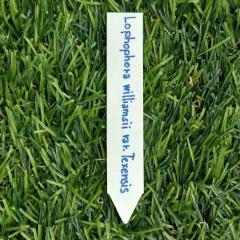 Medium Plant Labels for Cacti & Succulents – 10 Labels