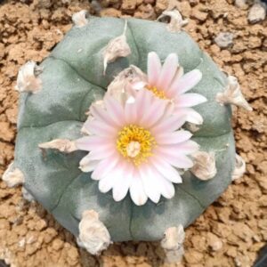 Lophophora Williamsii variety Solitaria