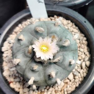 Lophophora Williamsii cactus plant 6 to 6.5 cm