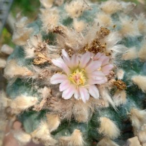 L.W variety Texas Rio Grande City