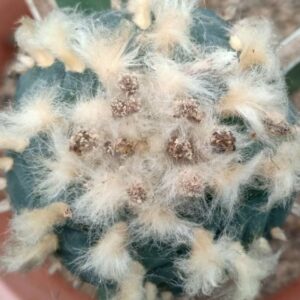 L. Fricii VM 680, SE of El Amparo, Coahuila