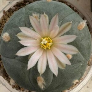 L. Diffusa var. Fricii Forma Albiflora