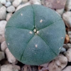 L.W variety Solitaria 2.5cm diameter