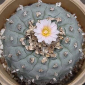 L.W Texas NAC from Mauro Morales