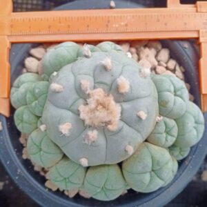 Lophophora Williamsii Caespitosa 10cm