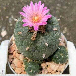 L.W Jourdaniana plant 4 to 4.5cm