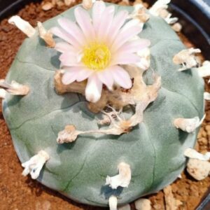 L.W Texas county variety Rio Pecos