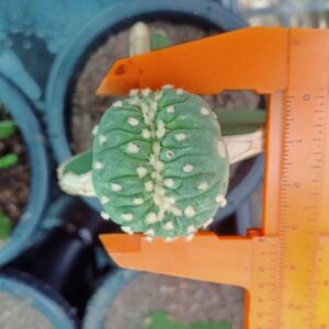 Lophophora vairety mini Fricii Cristata Grafted on Hylocereus
