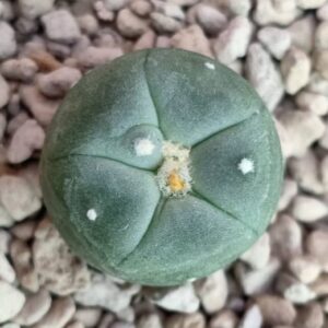Lophophora Alberto-Vojtechii San Luis Potosi 2 to 2.5cm