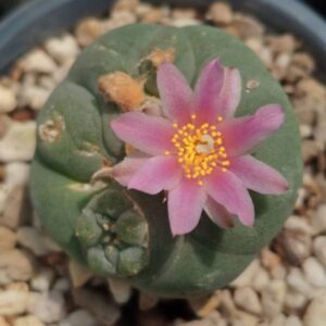 L.Fricii Coahuila Viesca