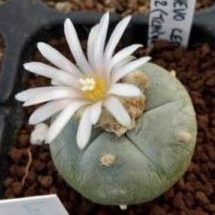 L.W KKR 382 Ejido La Soledad to La Trinidad Nuevo Leon Mexico