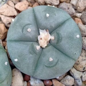 Lophophora koehresii Heinz Swoboda San Bartolo San Luis Potosi