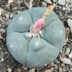 L.W cactus plant 4cm diameter