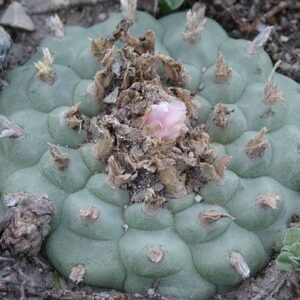 L.W variety San Antonio de Castillo Nuevo Leon