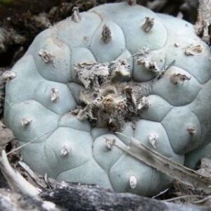 L.W Coahuila variety Parras