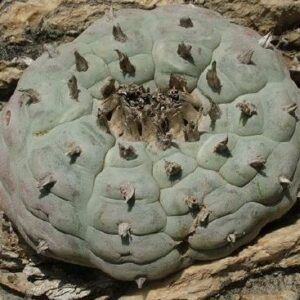 L.W variety Rinconada Nuevo Leon