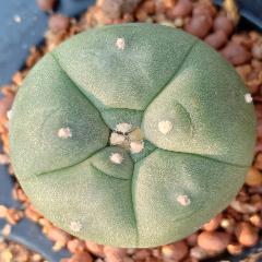 L.W variety Coahuila Hipolito