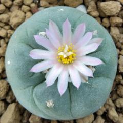 Fricii variety Coahuila Sierra Zavaleta