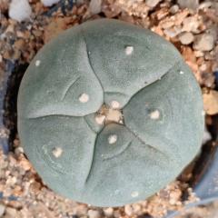 L.W variety Coahuila Cuatrocienegas 2.5 to 3cm diameter