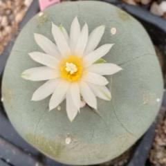 L.Diffusa cv Koike plant 3.5 to 4 cm diameter