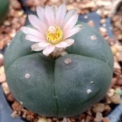 3 L.W cactus plants 3 to 3.5 cm diameter
