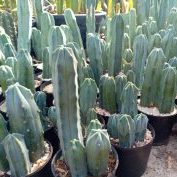 Myrtillocactus geometrizans craft stocks 10 to 15 cm high