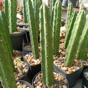 Harrisia Jusbertii craft stock for peyote 10 to 15 cm high