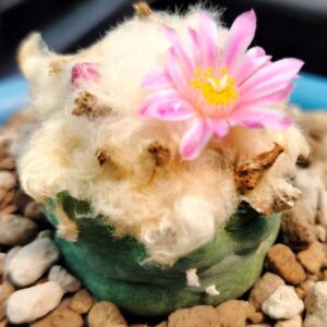 Lophophora Fricii Takenaka lizard skin fluffy hair