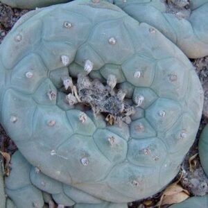 Lophophora Diffusa var. La Florida