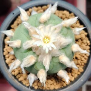 Lophophora Diffusa cv Koike