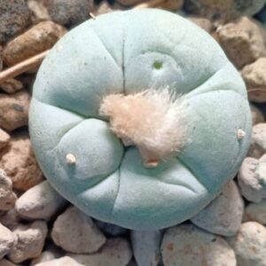 L. Fricii variety Super White