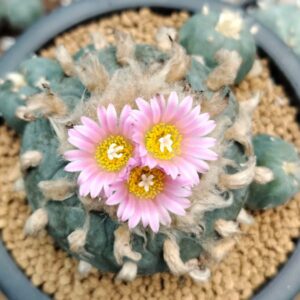 L.fricii cv Ibo Ginkamuri