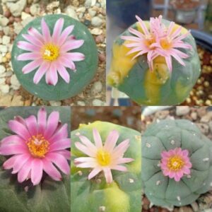 Lophophora Fricii unknow mix