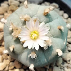 Lophophora Wiliamsii Texas Rio Grande Del Sol