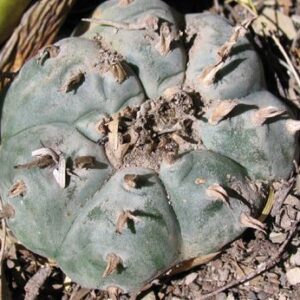 Lophophora Williamsii Coahuila variey La Casita