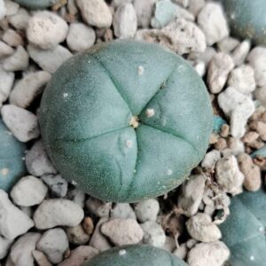 Lophophora Williamsii KKR 382 Ejido La Soledad to La Trinidad, Nuevo Leon cactus 2.5 to 3 cm diameter