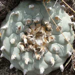 Lophophora Williamsii variety Coahuila Cuatrocienegas Kapelle