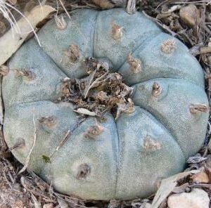 Lophophora Williamsii variety Durango