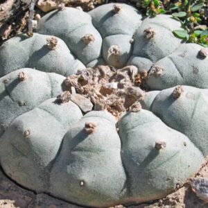 L.W variety Est Catorce San Luis Potosí