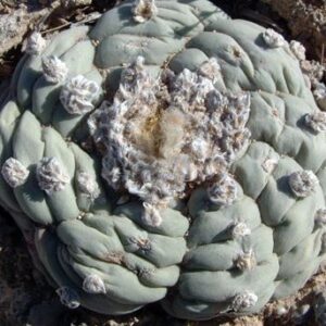 L.W variety Est Marte