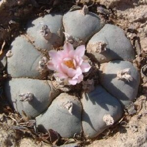 Lophophora Williamsii variety Coahuila Hipolito Mountain Form