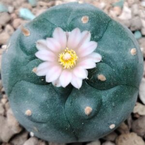 Lophophora Williamsii variety Mina Nuevo Leon