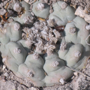 Lophophora Williamsii variety Monctezuma San Luis Potosí