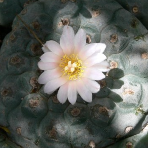 Lophophora Williamsii variety Tamaulipas Reynosa