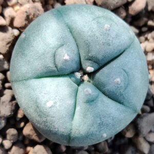 L.W variety Texas Rio Grande City cactus from 2.5 to 3cm diameters