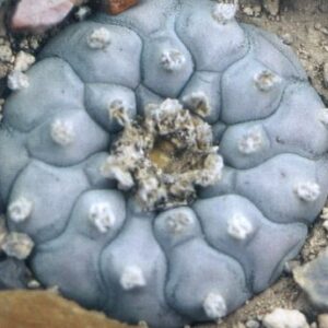 Lophophora williamsii Coahuila variey Parras Tanque Menchaca